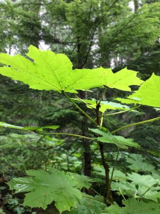 DevilsClub Hemlock-CedarGrove