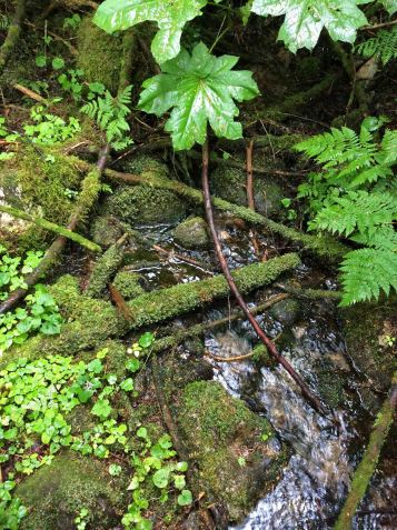 moss-covered everything