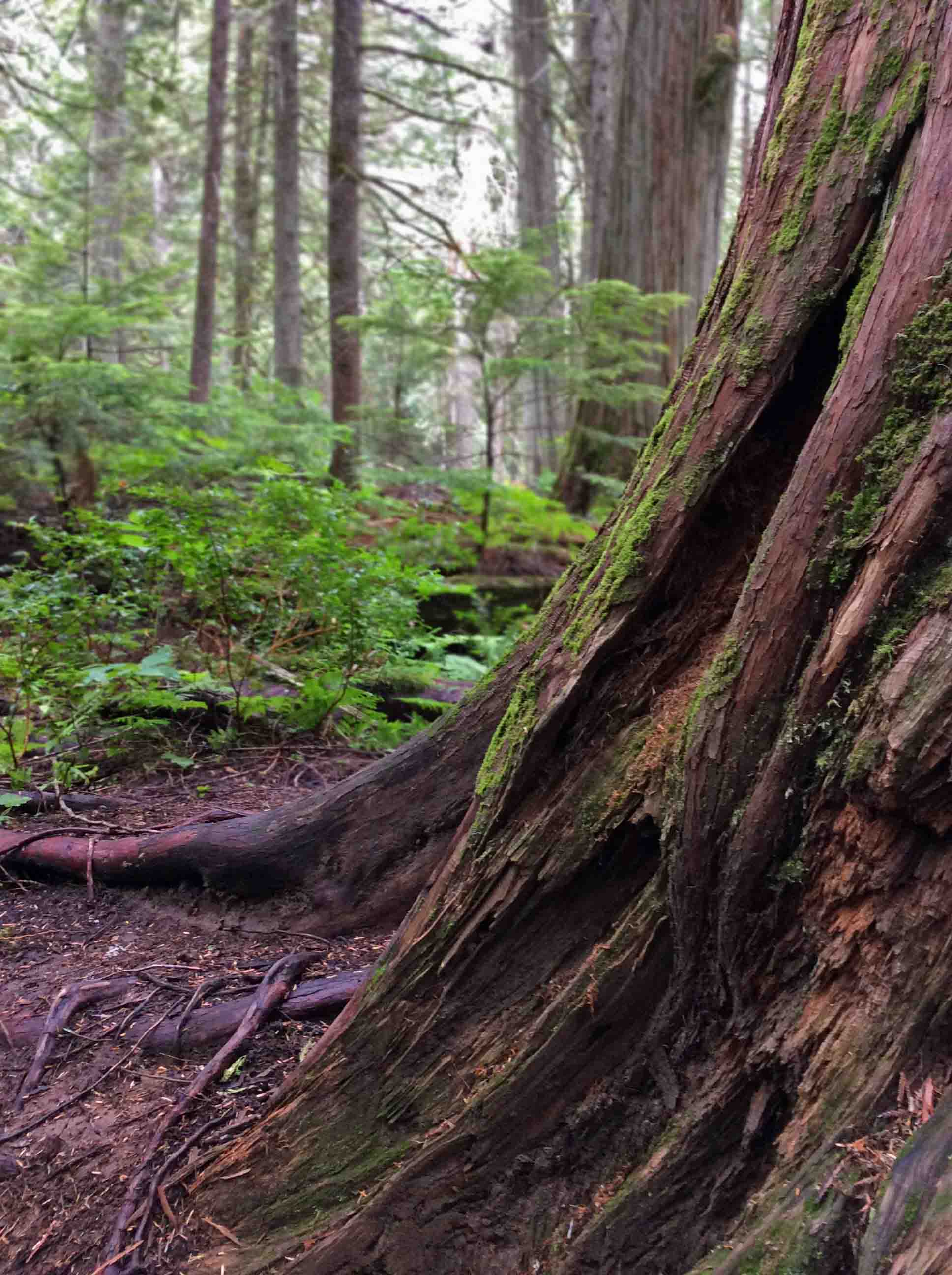 Old Cedar-MtRevelstokePark2019