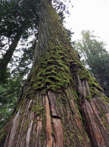 tall cedar-moss