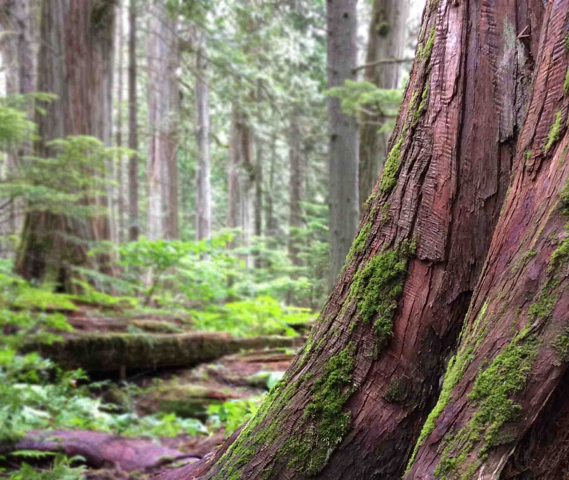 WesternRedCedar-moss2