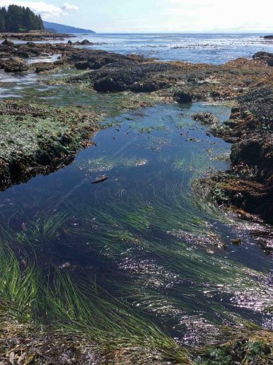 Botanical Beach tidal pools