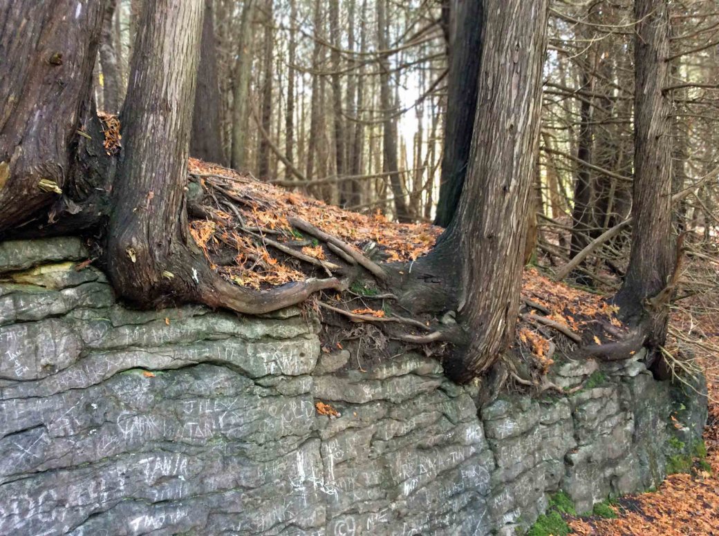 Cedars hug fence-EloraGorge