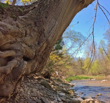 Maple-sugar spring-LR