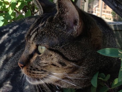 My cat, Sammy, being...