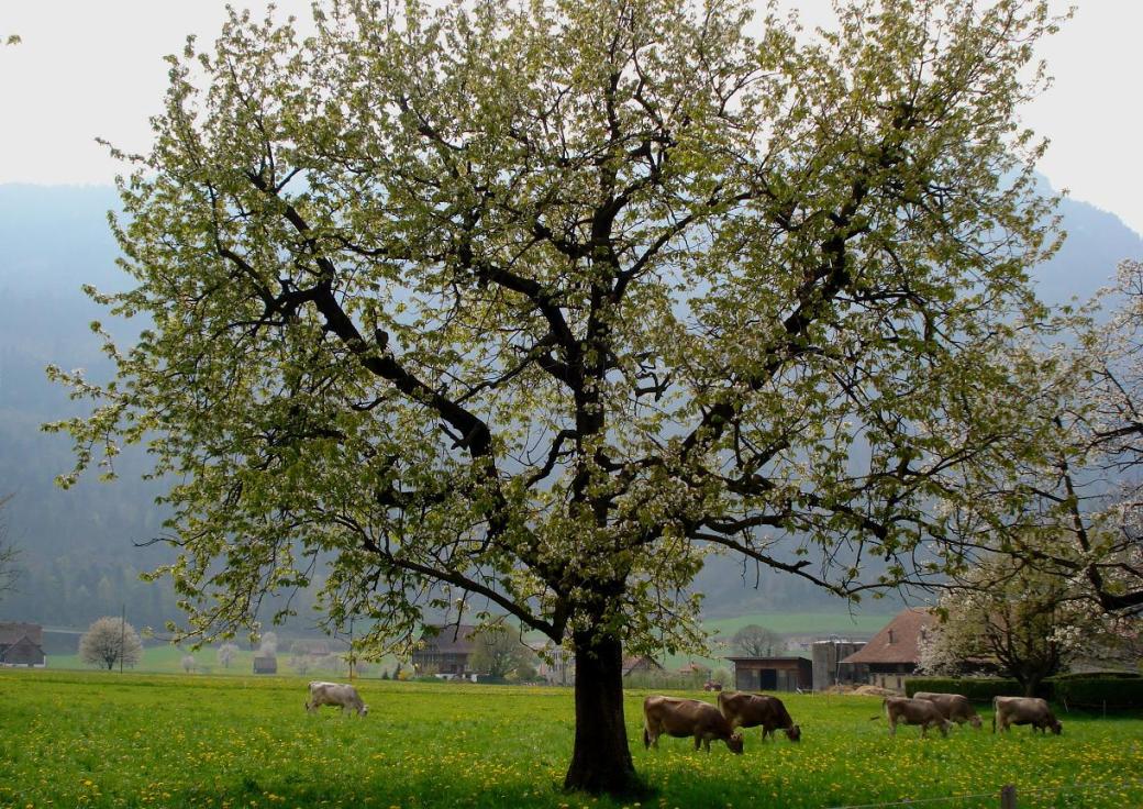 arth-pasture-tree