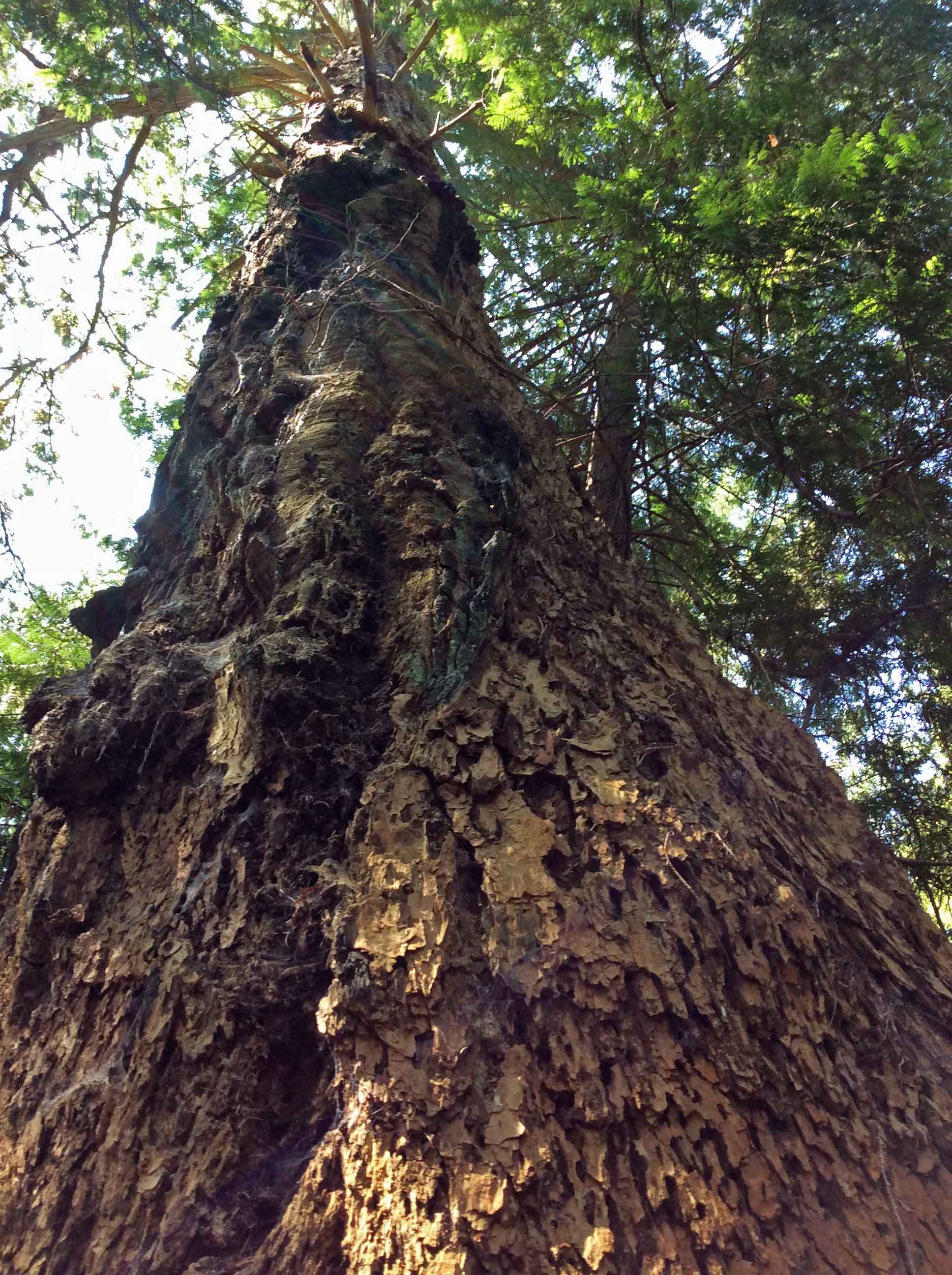 DougFir-LighthousePark