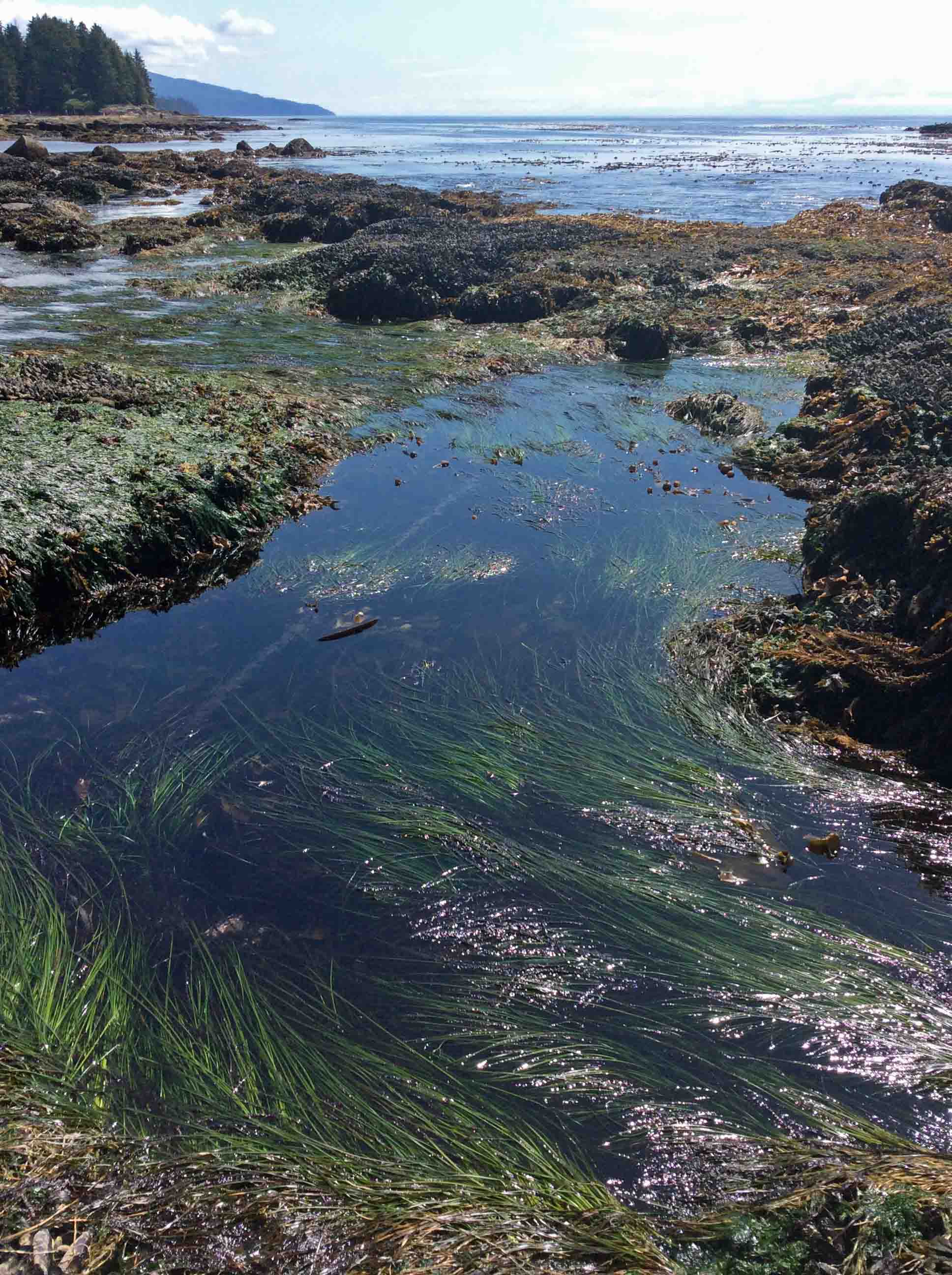 Botanical Beach tidal pools