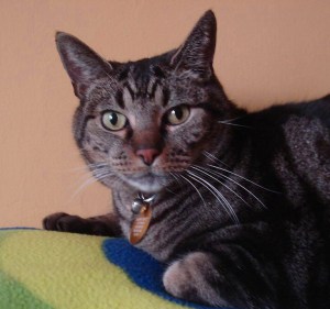 sammy-2010-03_edited-1 copy