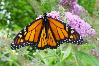 Male_monarch_butterfly-buddleia