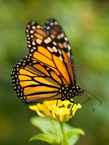 monarch copy