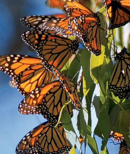 Monarch Butterfly (Danaus plexippus). Monarch Butterflies cluste