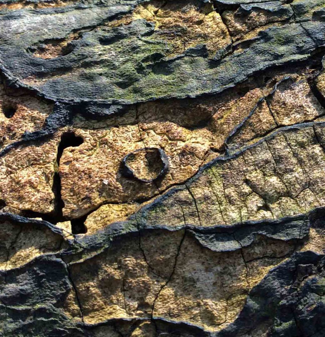 Blue-green fungus pattern