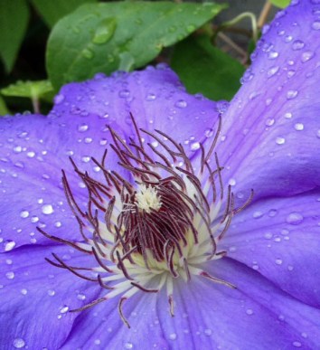 clematis5