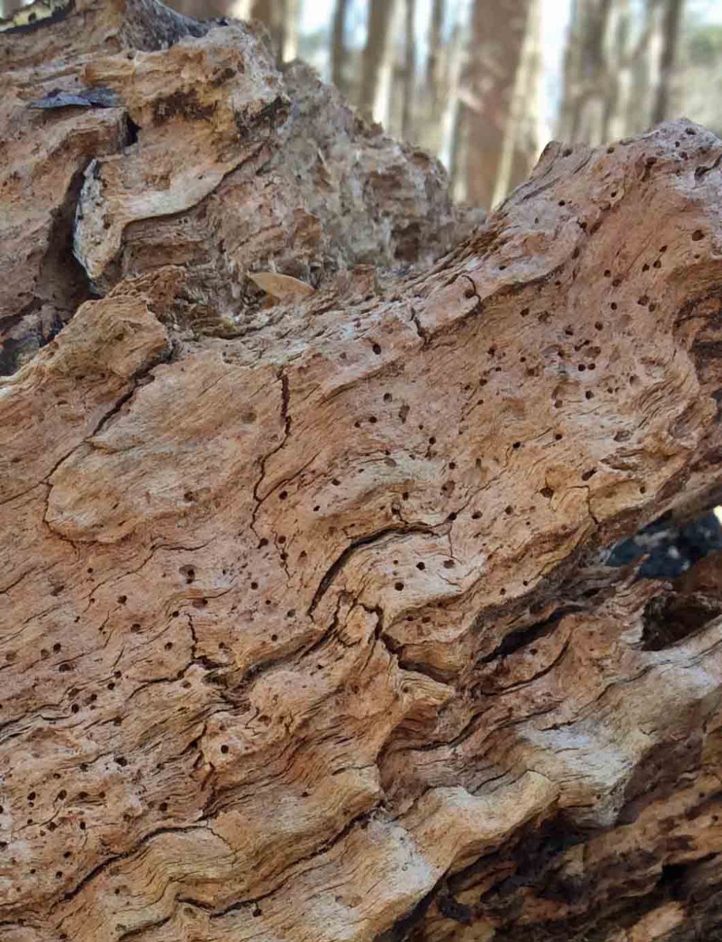 patterns2-log-beetl holes-LR