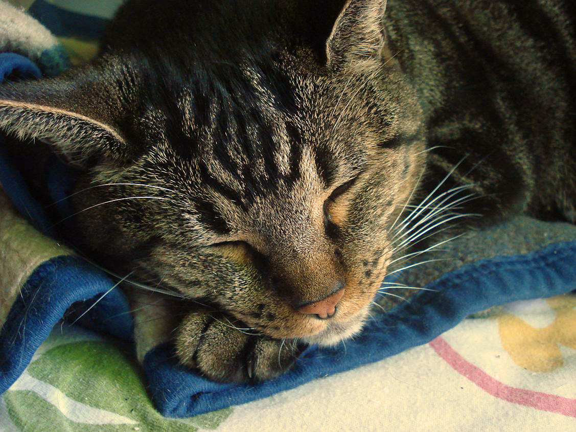 sammy-2010-01_edited-1