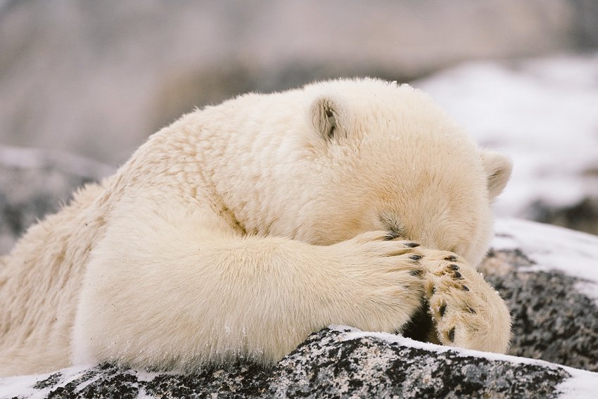 PolarBear-facepalm