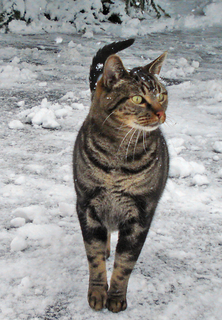 snow-christmas2008-sammy