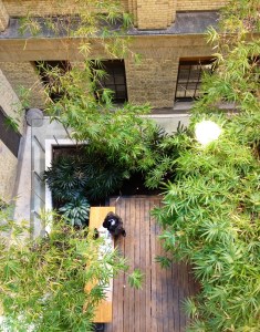 BambooGarden-lookingdown
