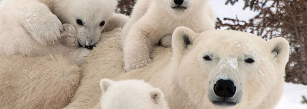 PolarBearMum-pups