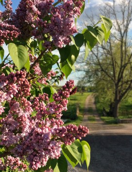 Lilac2-JoshuaCreekArtCentre