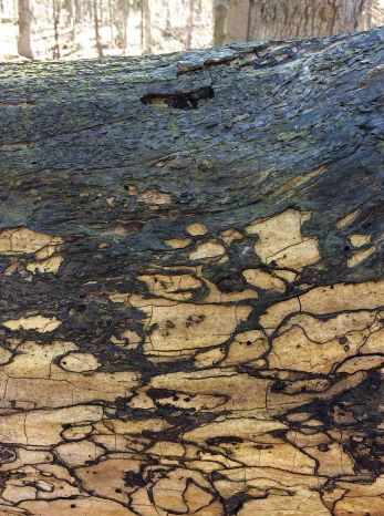 patterns-Spalting log and blu-green stain fungus LR