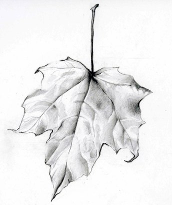 leaf-sketch