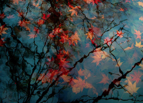 red-leaves-in-pond-vicki horton-bot