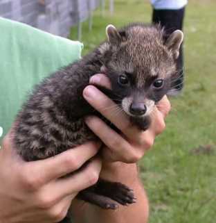 Asian-Palm-Civet