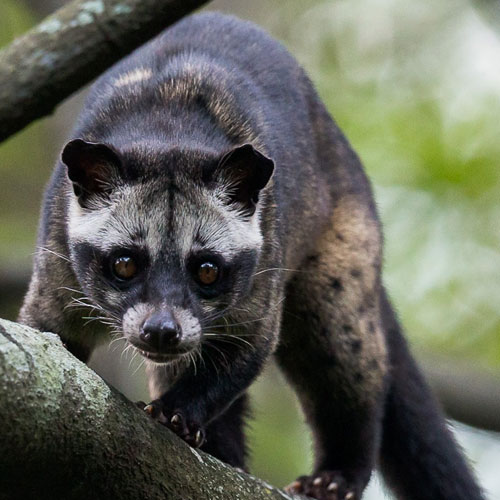 asian-palm-civet3