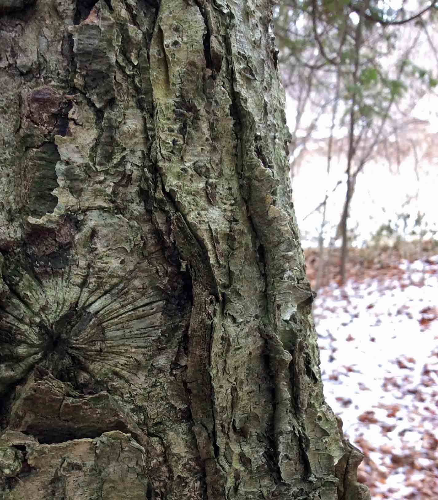 Tree-YellowBirch winter-LR