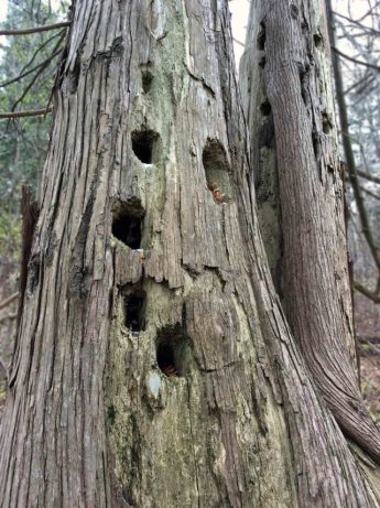 oldcedar-holes-LR