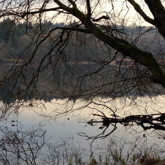 tree water deer lake