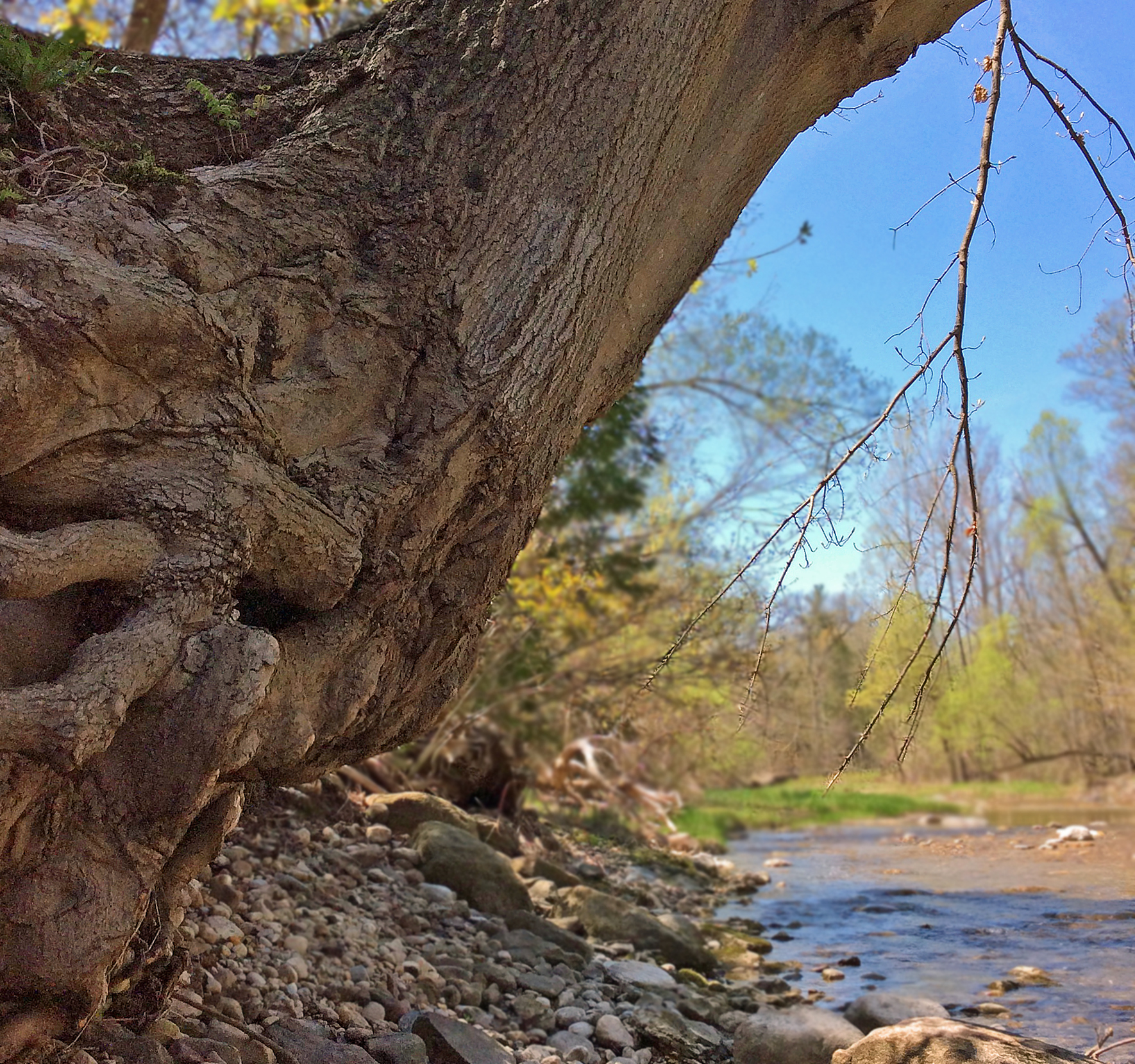 LittleRougeRiver-Maple-spring