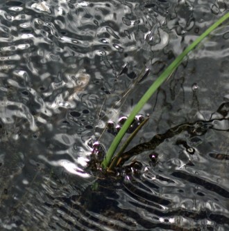 water-pattern03-credit