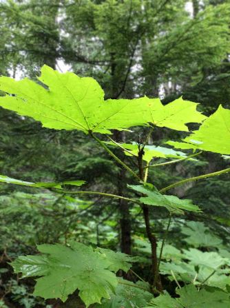 DevilsClub Hemlock-CedarGrove