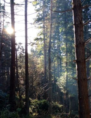 Forest conifers Metchosin