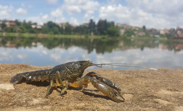 marbled-crayfish2