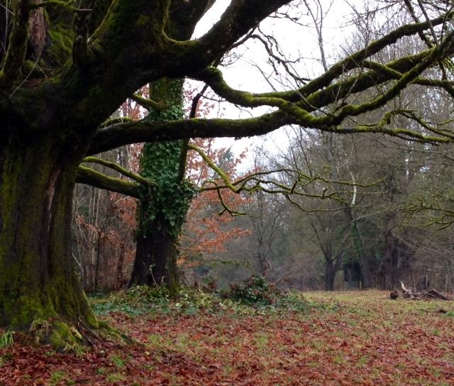 Old tree deer lake park