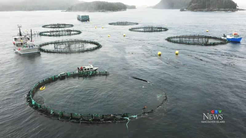 Atlantic salmon farm escape