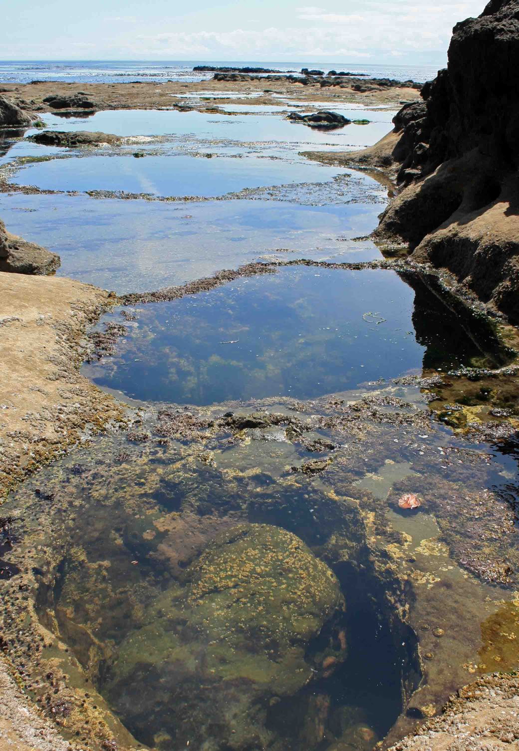 botanical beach tidal pools2