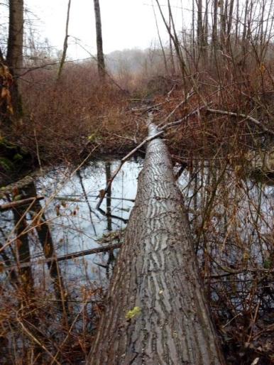 Log over water forest-DeasPark copy