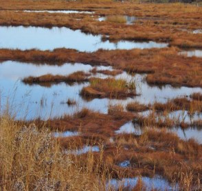 marsh-bog Rhea