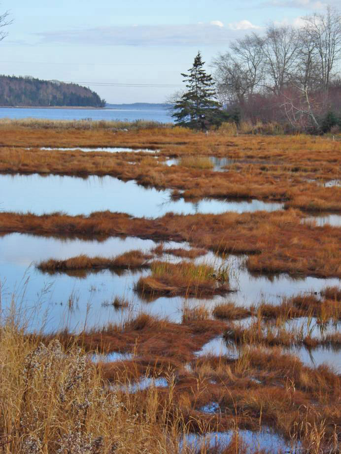 saltwater marsh-NS copy