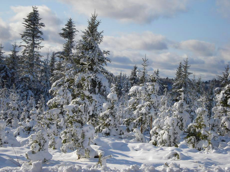 snow-scene-road-to-Wolfville_edited-1