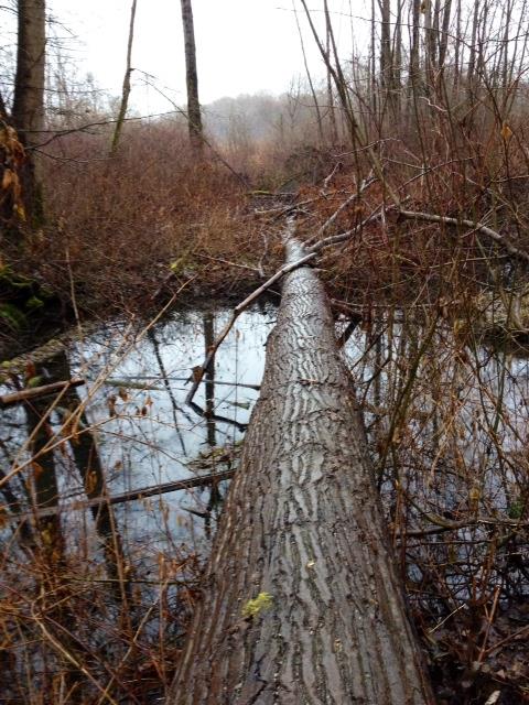 Log over water forest-DeasPark