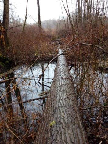 Log over water forest-DeasPark