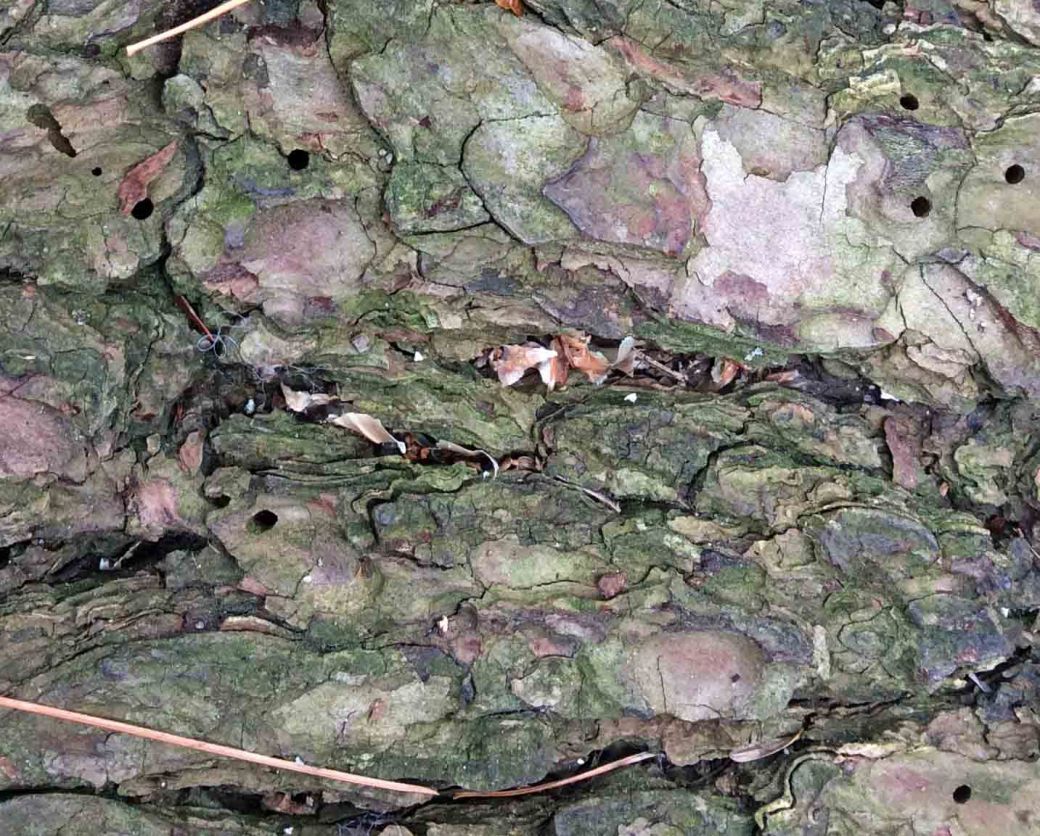 Beetle bore holes pine log