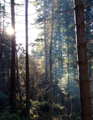 Conifer forest Mechosin