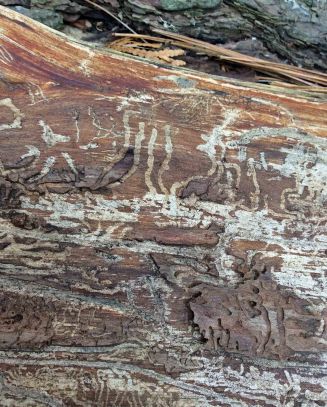larval tracks in pine wood
